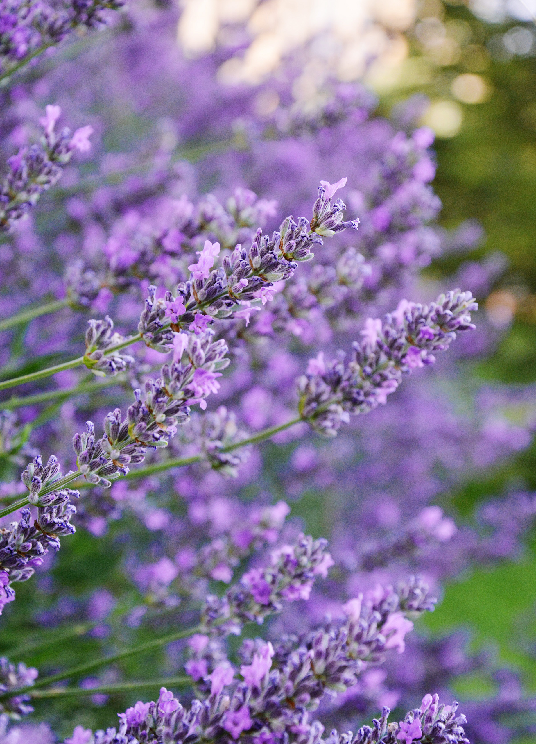 lavanda